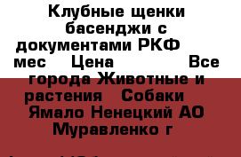 Клубные щенки басенджи с документами РКФ - 2,5 мес. › Цена ­ 20 000 - Все города Животные и растения » Собаки   . Ямало-Ненецкий АО,Муравленко г.